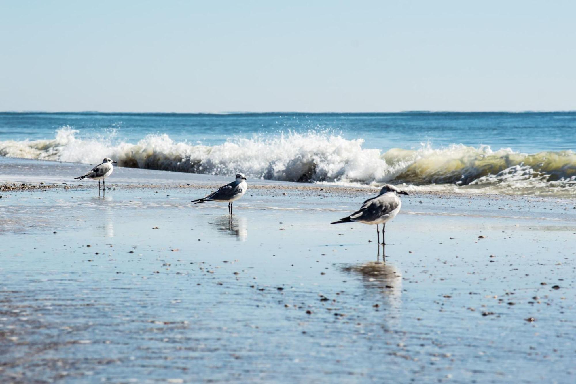 Beautiful Views And Just Steps To The Beach - #38 Sleeps 7 Gulf Shores Esterno foto