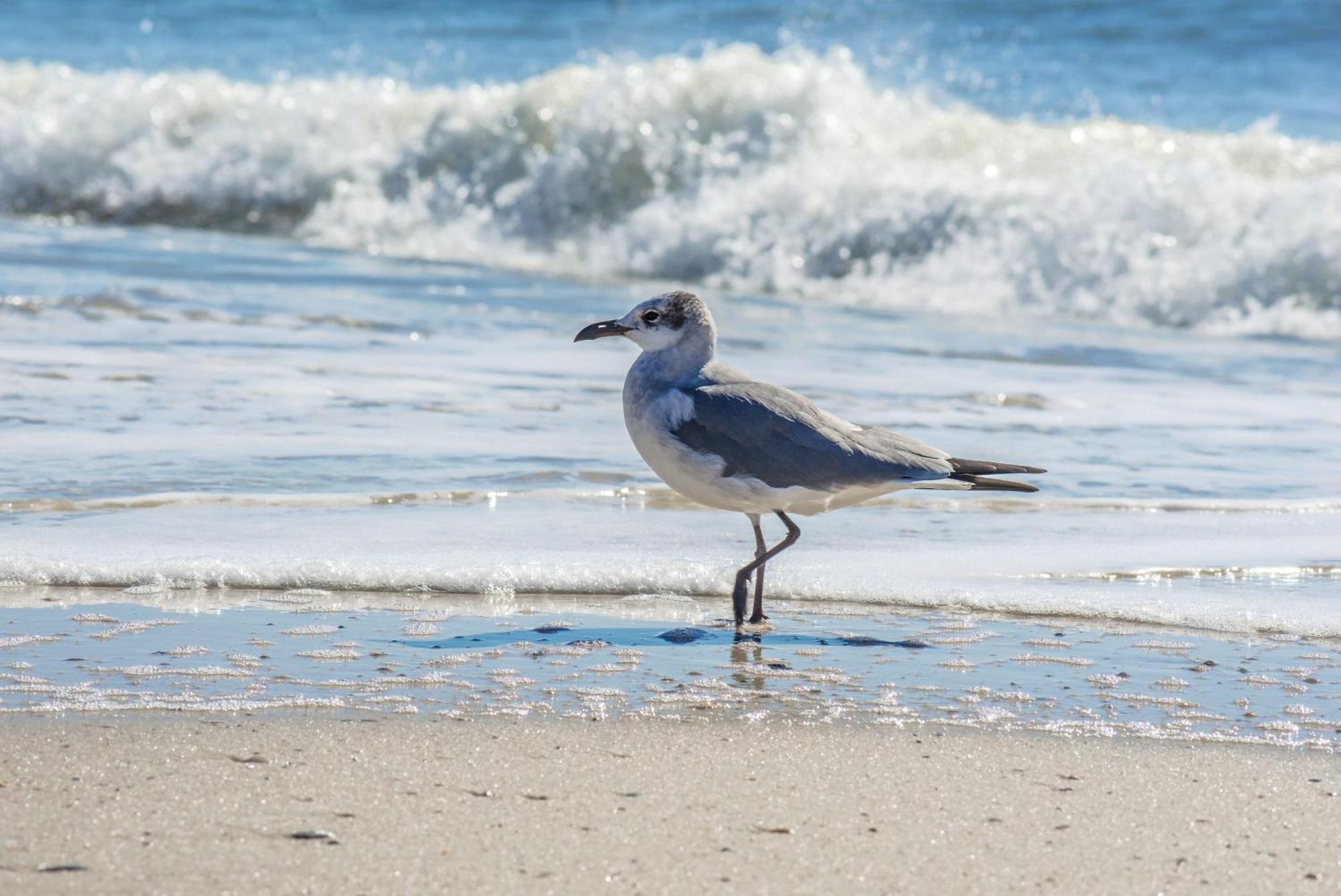 Beautiful Views And Just Steps To The Beach - #38 Sleeps 7 Gulf Shores Esterno foto